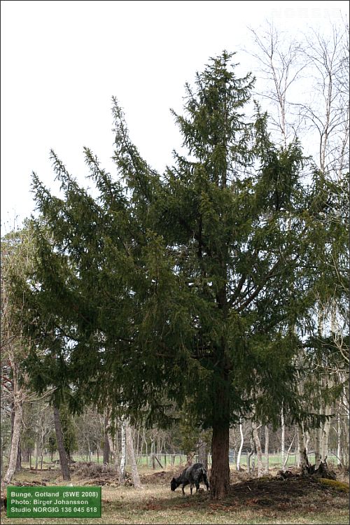 Idegran (Taxus baccata) och får