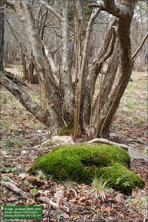 Corylus avellana, stammar av hassel