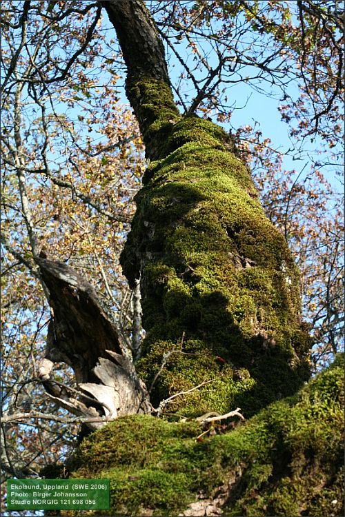 Gammal lönn  (Acer platanoides)