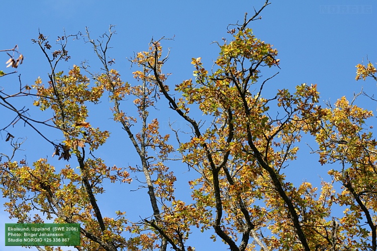 Ekgrenar med höstlöv mot blå himmel