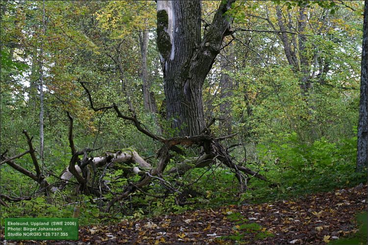 Lövskog i Ekolsund