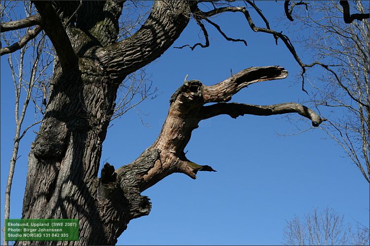 Jätteek (Quercus robur)