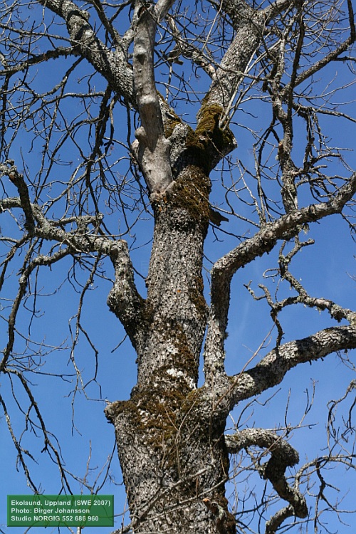 Gammal ask (Fraxinus excelsior) mot blå himmel