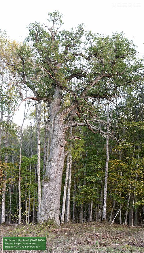 Jätteek (Quercus robur)