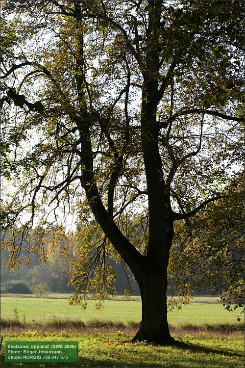 Alléträd Ekolsund