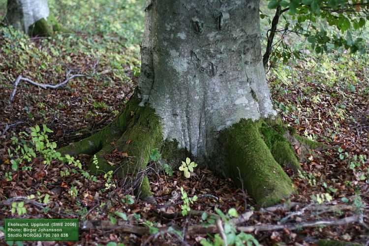 Mossa på bokrötter (Fagus sylvatica)