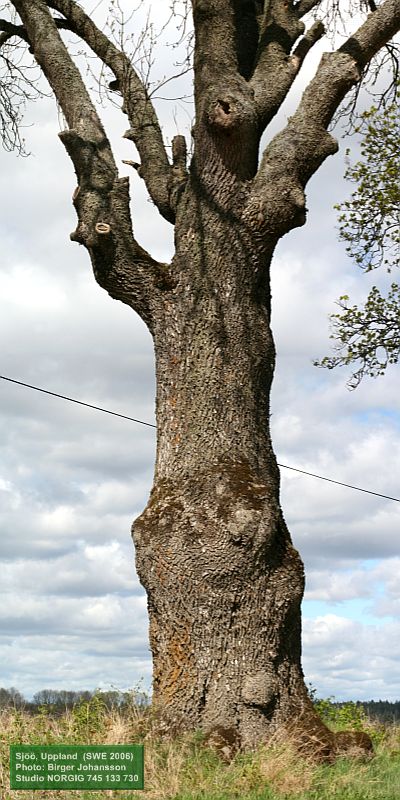 Ask (Fraxinus excelsior)