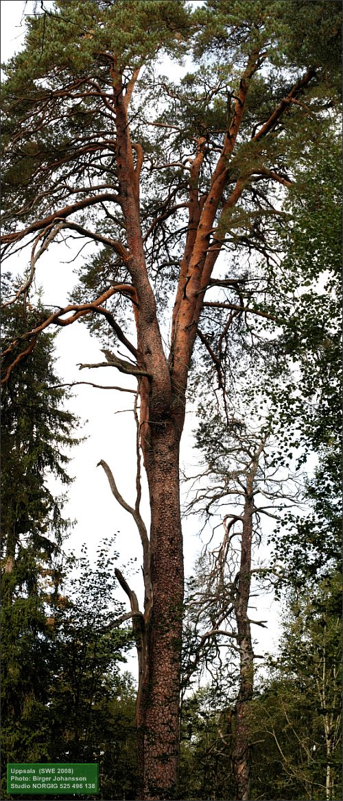 Krontallen (Pinus sylvestris)