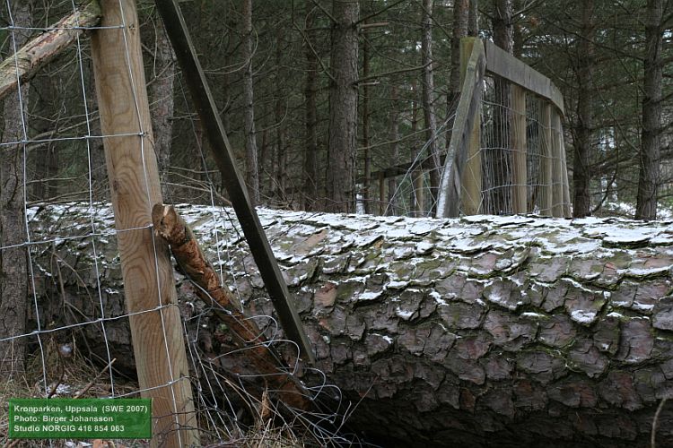 Vindfälld tall i fårstängsel