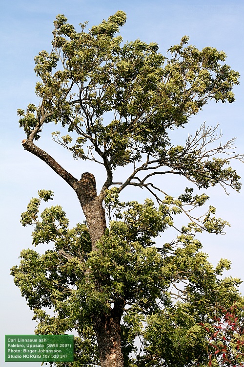 Asken vid Falebro (Fraxinus excelsior)