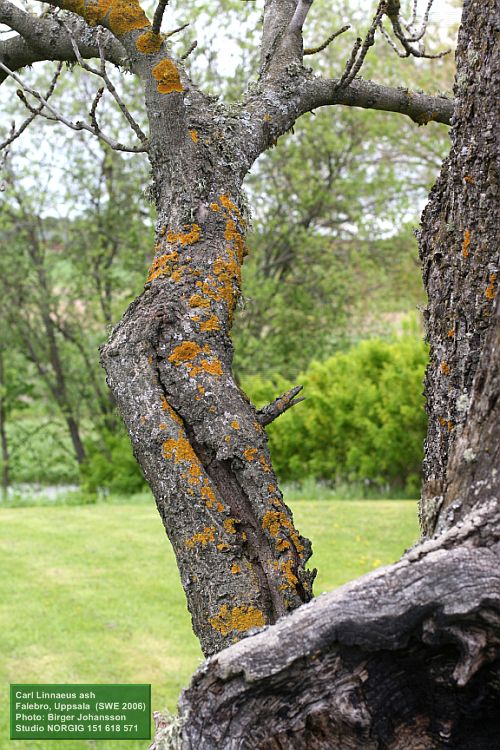 Lavar och gren på ask (Fraxinus excelsior)