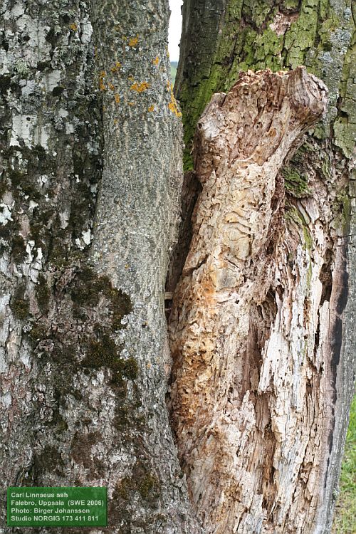 Lavar på ask (Fraxinus excelsior)