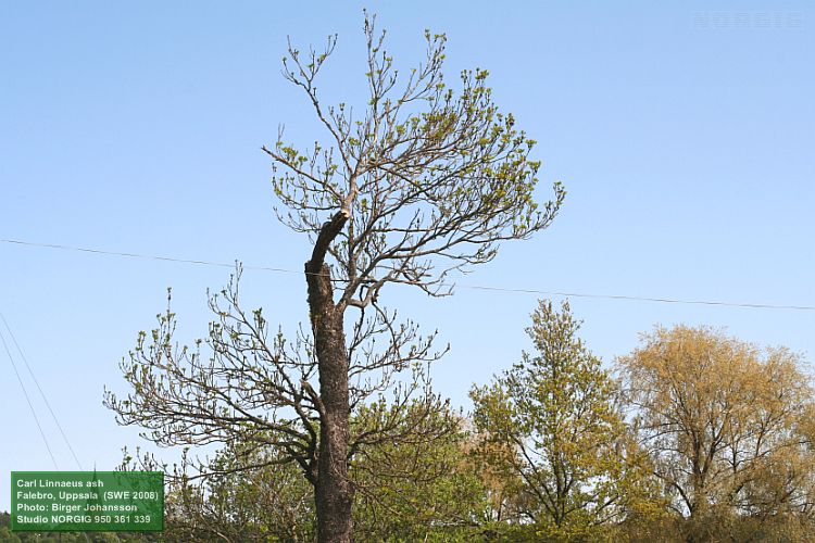 Carl von Linnés ask (Fraxinus excelsior) vid Falebro