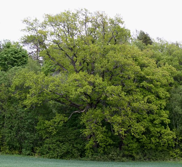 Stor ek, Stora Djurgården, Hågadalen, Uppsala