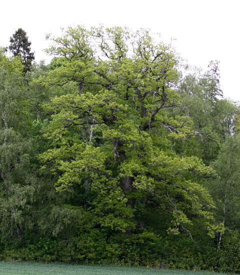 Stor ek, Stora Djurgården, Hågadalen, Uppsala