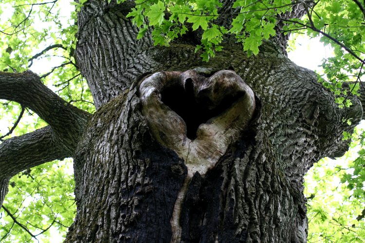 Hålek, en ihålig ek (Quercus robur) vid Gottsunda, Uppsala