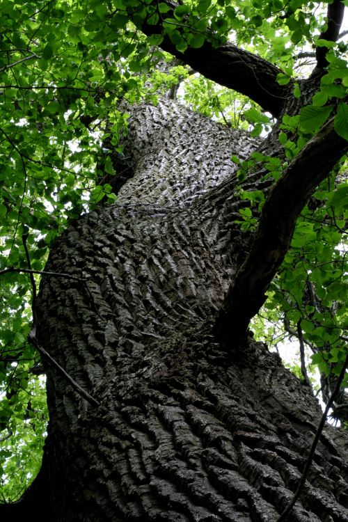 En uppländsk ekjätte (Quercus robur)