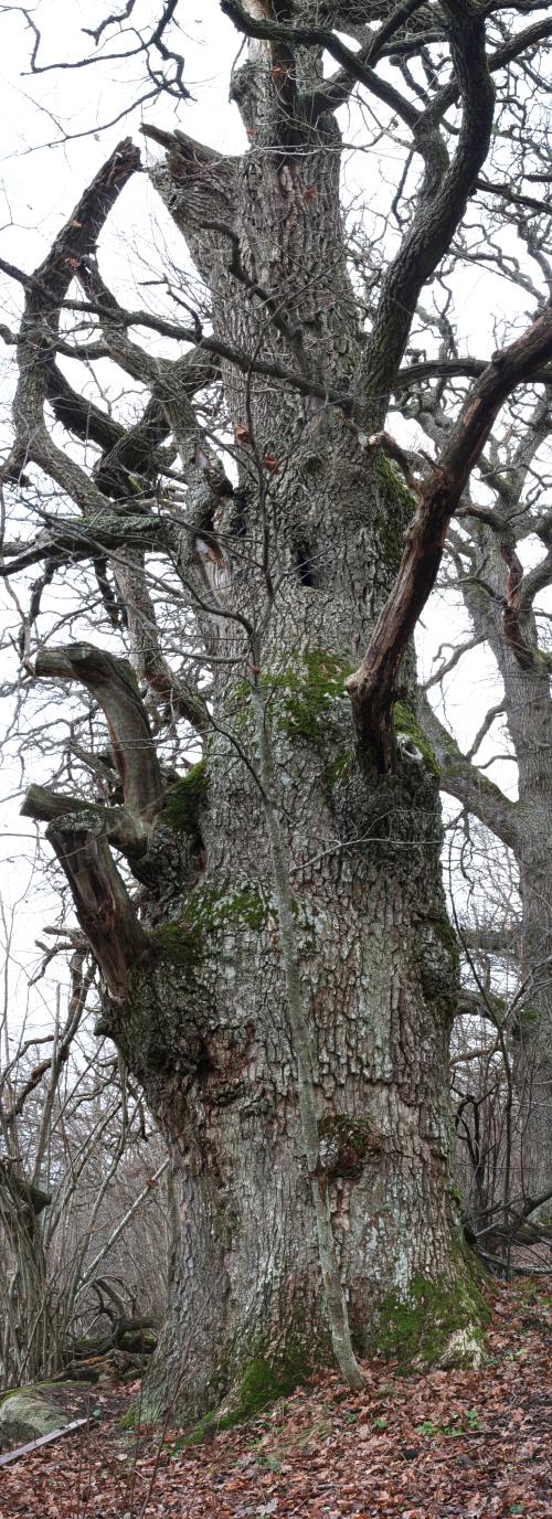 En jätteek, hågadalens största ek (Quercus robur), Uppsala