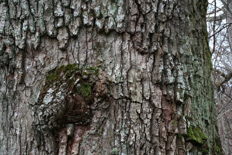 Ekbark på gammal ek (Quercus robur)