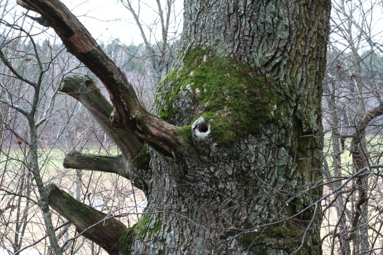 Jätteek med grov stam (Quercus robur) i, Hågadalen, Uppsala