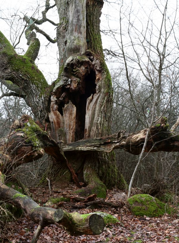 En gammal ek (Quercus robur) vid  Stora Djurgården i Hågadalen, Uppsala