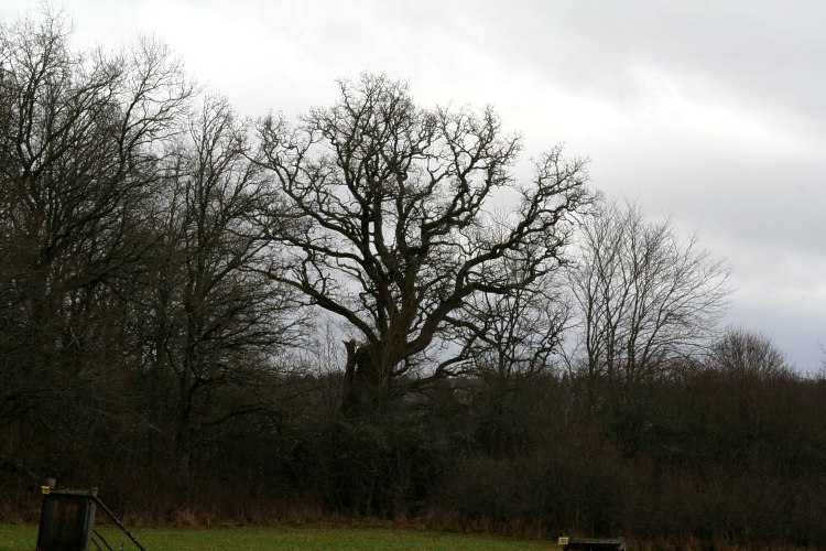 En gammal ek (Quercus robur) vid  Stora Djurgården i Hågadalen, Uppsala