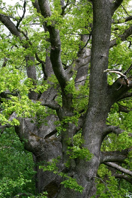 En grov flerstammig ek (Quercus robur) vid Gottsunda, Hågadalen Uppsala