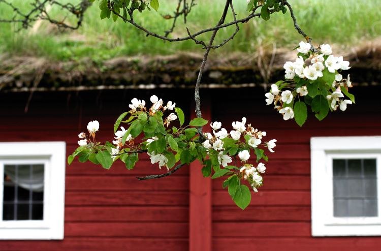 Äppelblommor framför brygg- och bagarstugan på Linnés Hammarby