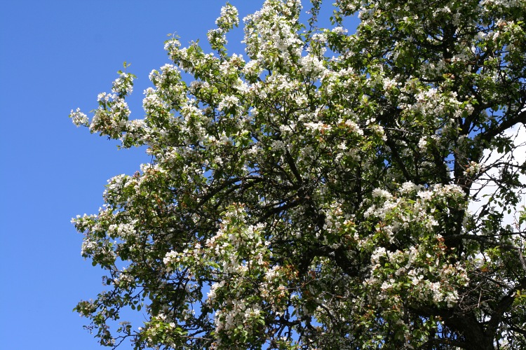 Blommande äppelträd