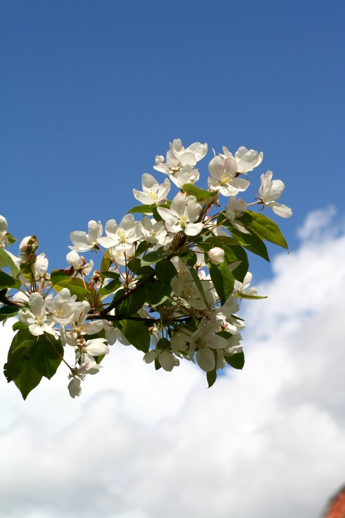 Äppelblommor (Malus baccata) på Carl von Linnés Hammarby