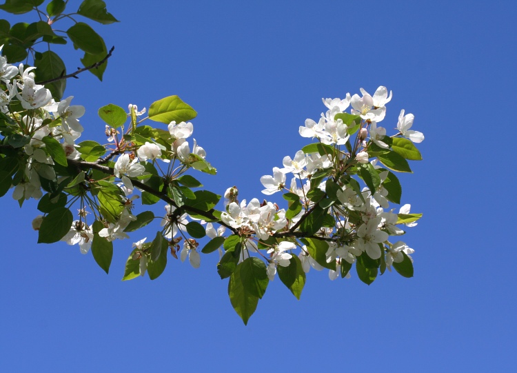 Blommor på Linnés äppelträd (Malus baccata)