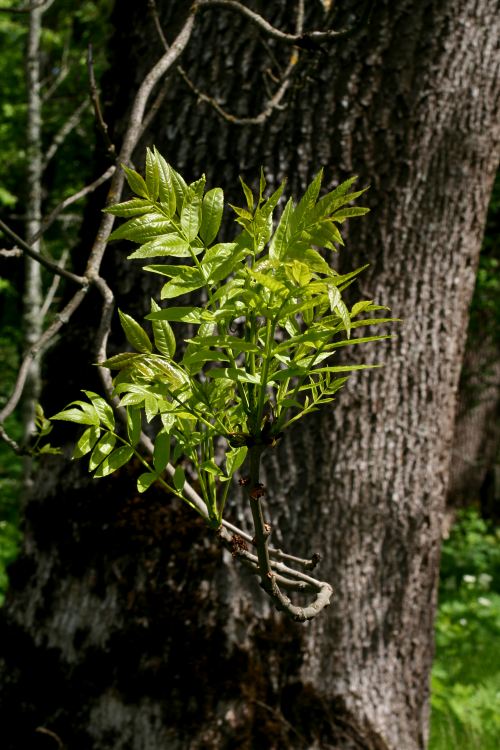 Ask (Fraxinus excelsior) på Linnés Hammarby