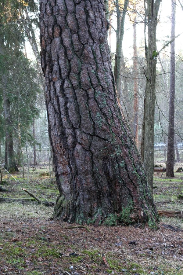 Lutande jättetall (Pinus sylvestris)