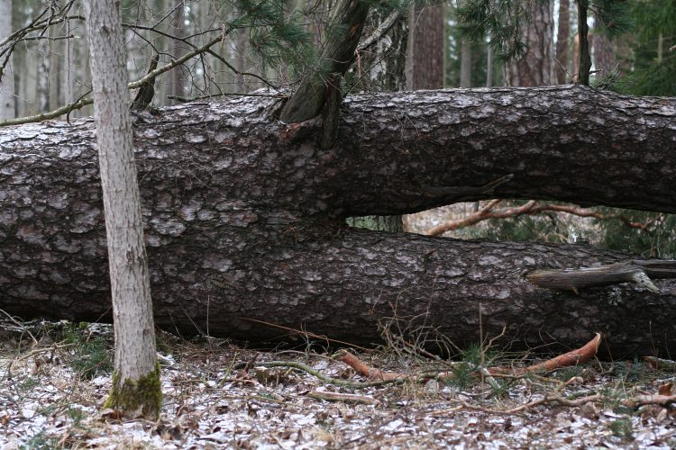 Vindfälld tvåstammig jättetall (Pinus sylvestris)