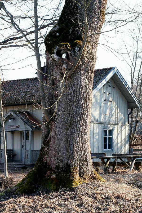 Ask (Fraxinus excelsior) på Linnés Sävja, utanför Uppsala