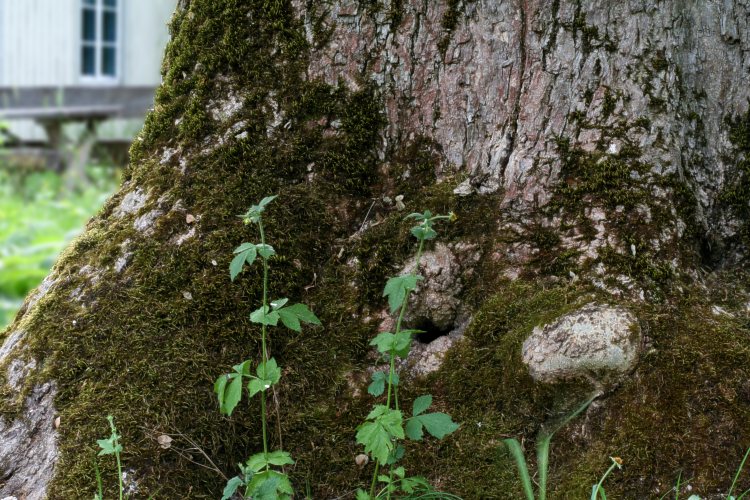 Linnés ask (Fraxinus excelsior)