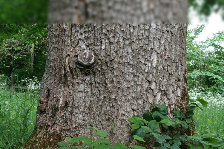 Gammal ask (Fraxinus excelsior) på Carl von Linnés Sävja