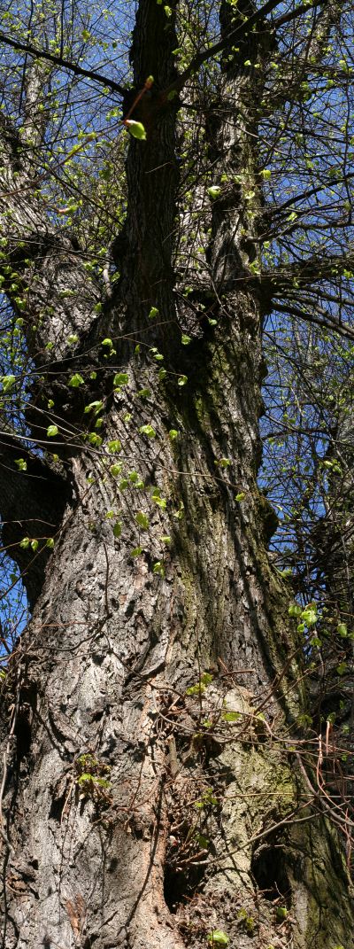 Gammal parklind (Tilia vulgaris) i Uppsala