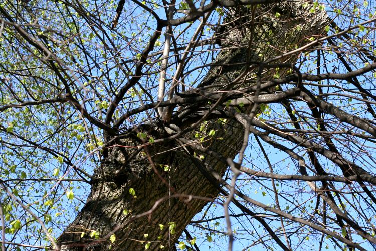 En stor gren med kraftiga skott. Parklind (Tilia vulgaris) i Uppsala.