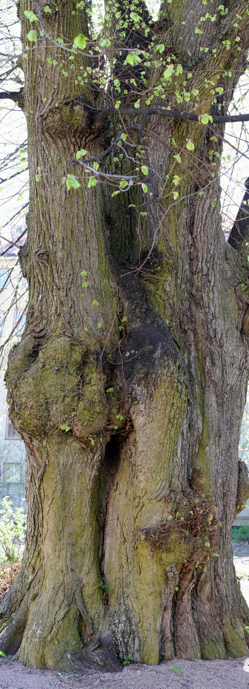 Stadens största träd – en gammal parklind (Tilia vulgaris)