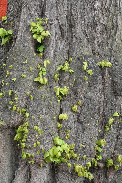 Grönskande stamskott på parklind vid Västgöta nation