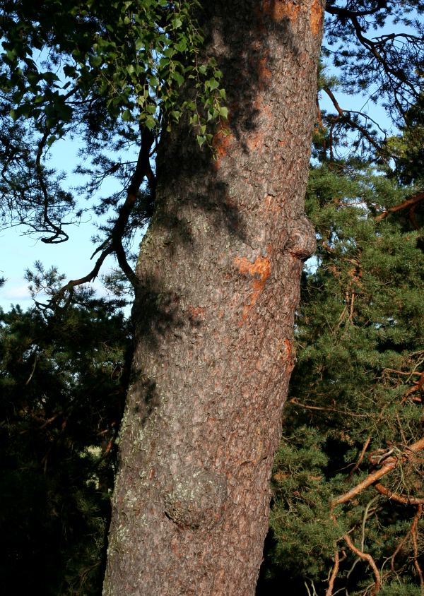 Bark på talljätte (Pinus sylvestris)