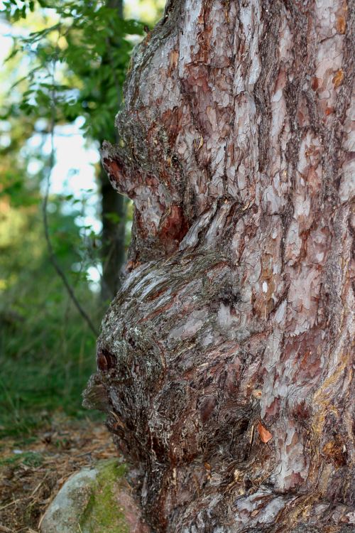 Vrilar på gammal tall (Pinus sylvestris) Ultunaåsen