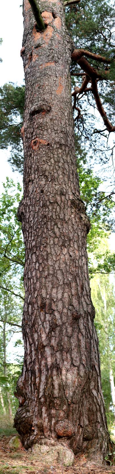 Jättetall (Pinus sylvestris) Kronåsen i Uppsala