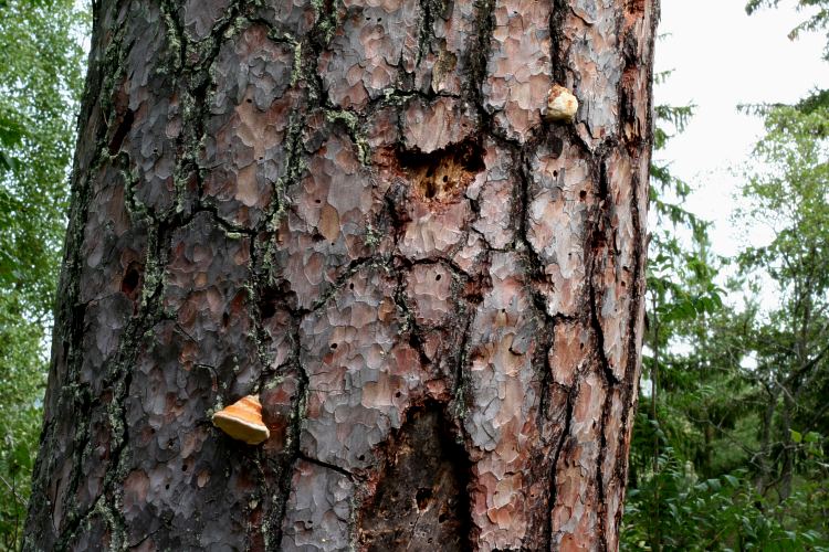 D&öuml;d tall. Högstubbe med klibbticka (Fomitopsis pinicola)