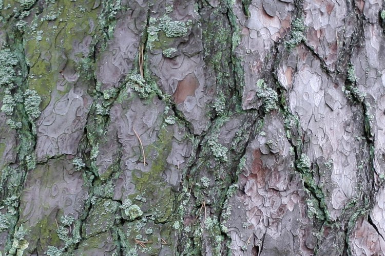 Skorpbark på grov gammal tall (Pinus sylvestris), Kronåsen Uppsala