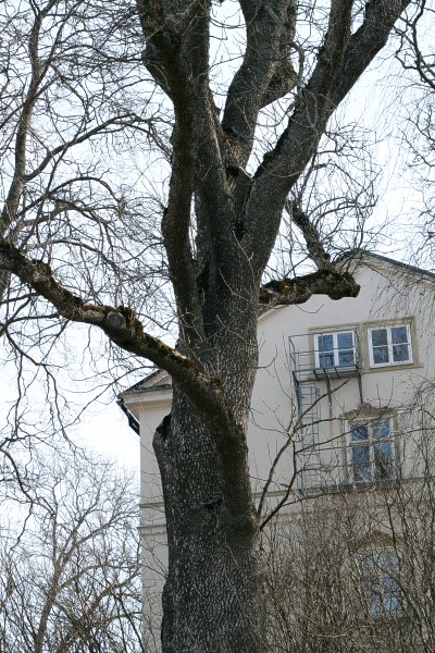 Ask på Ultuna