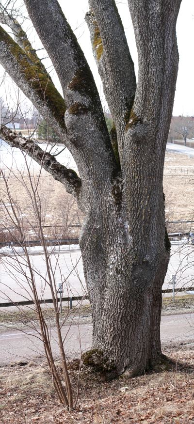Stor ask (Fraxinus excelsior) på Ultuna
