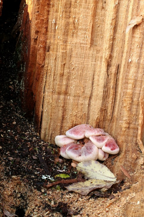 Oxtungsvamp, Fistulina hepatica i ekstubbe