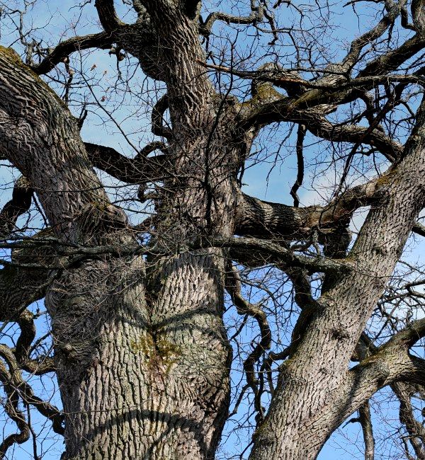 Grova grenar på ekjätte (Quercus robur) i Vårdsätra, Ekolsnäs Uppsala